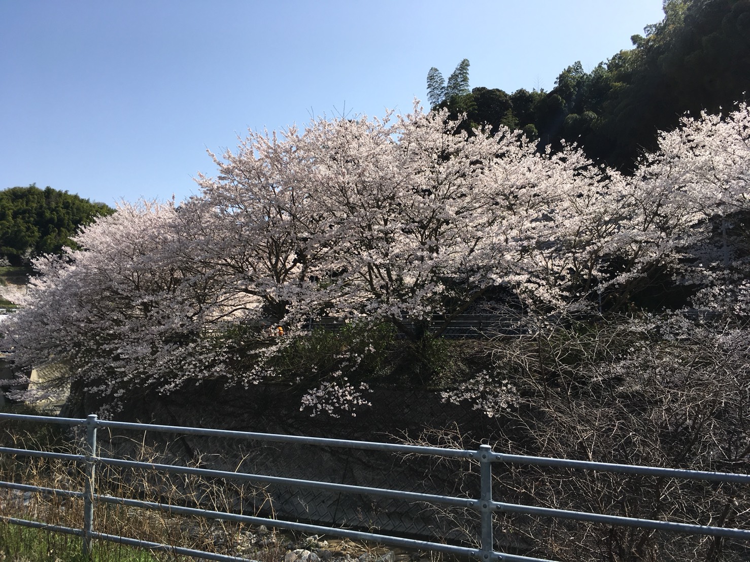 満開
