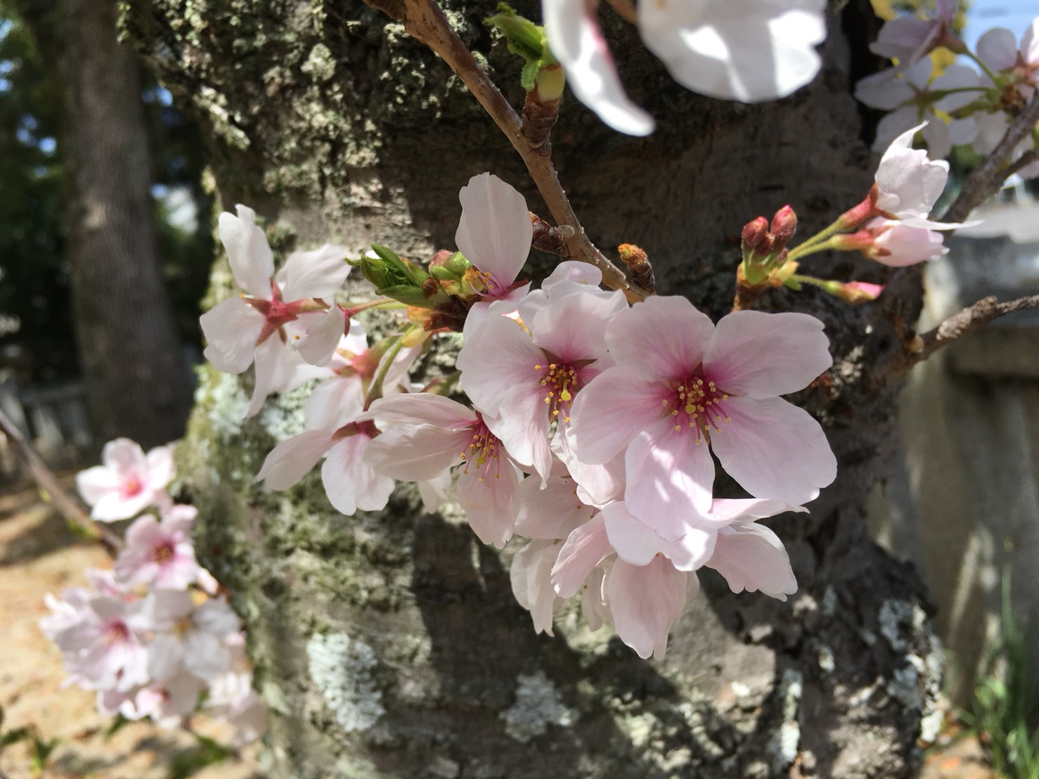 ３月31日