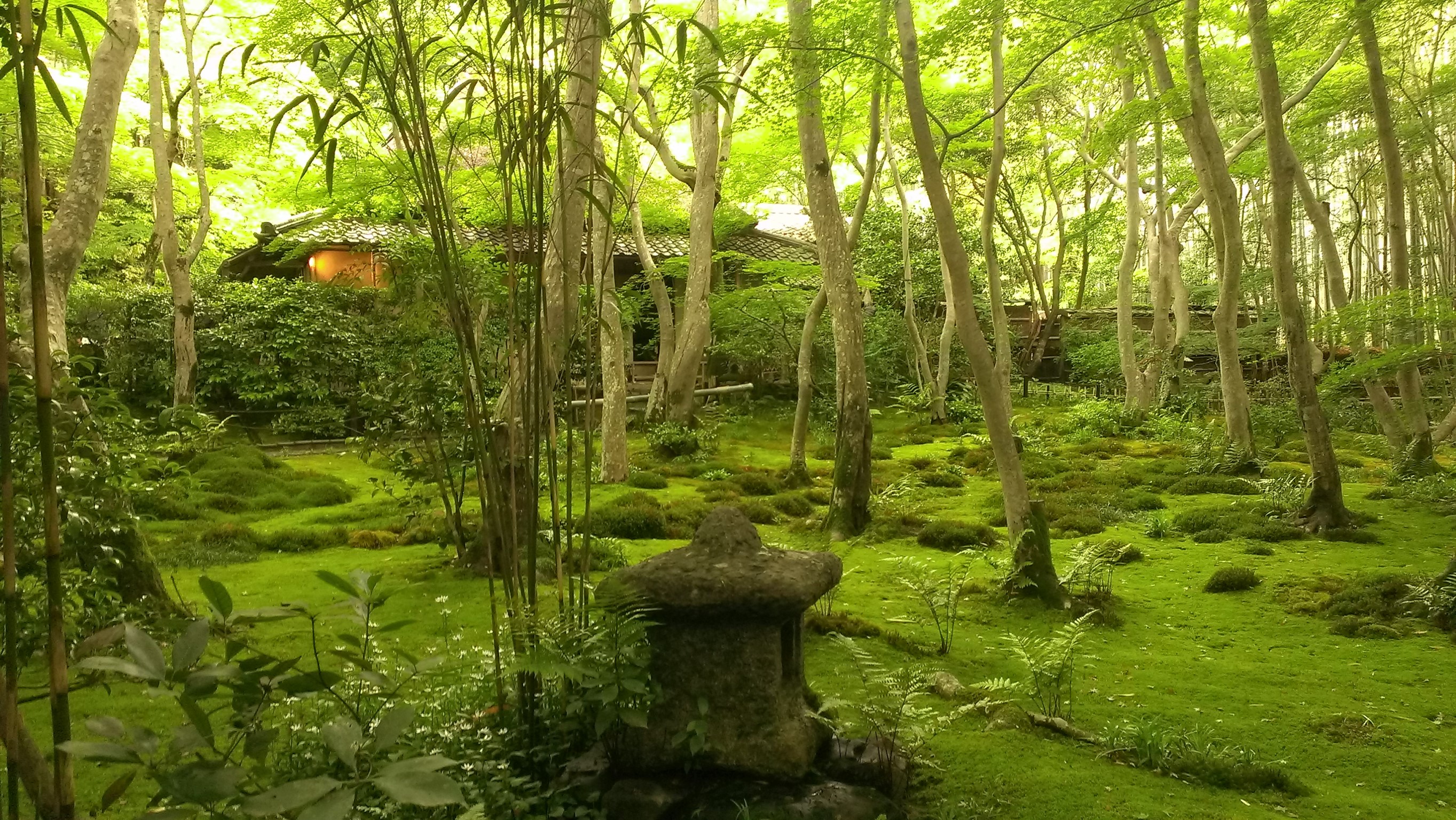 深緑の季節