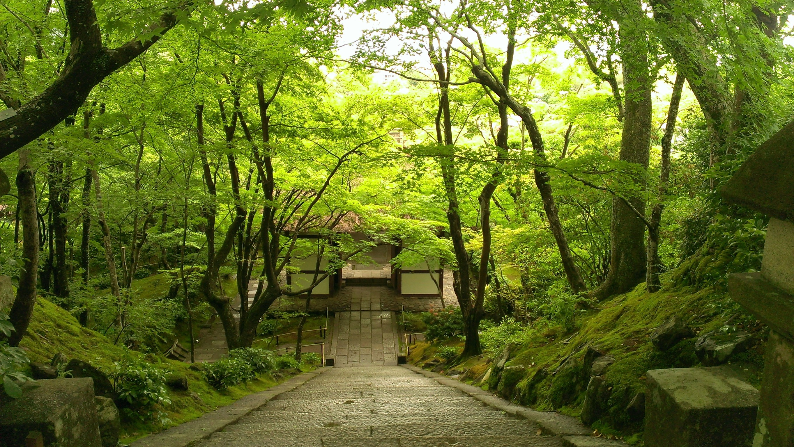 深緑の季節