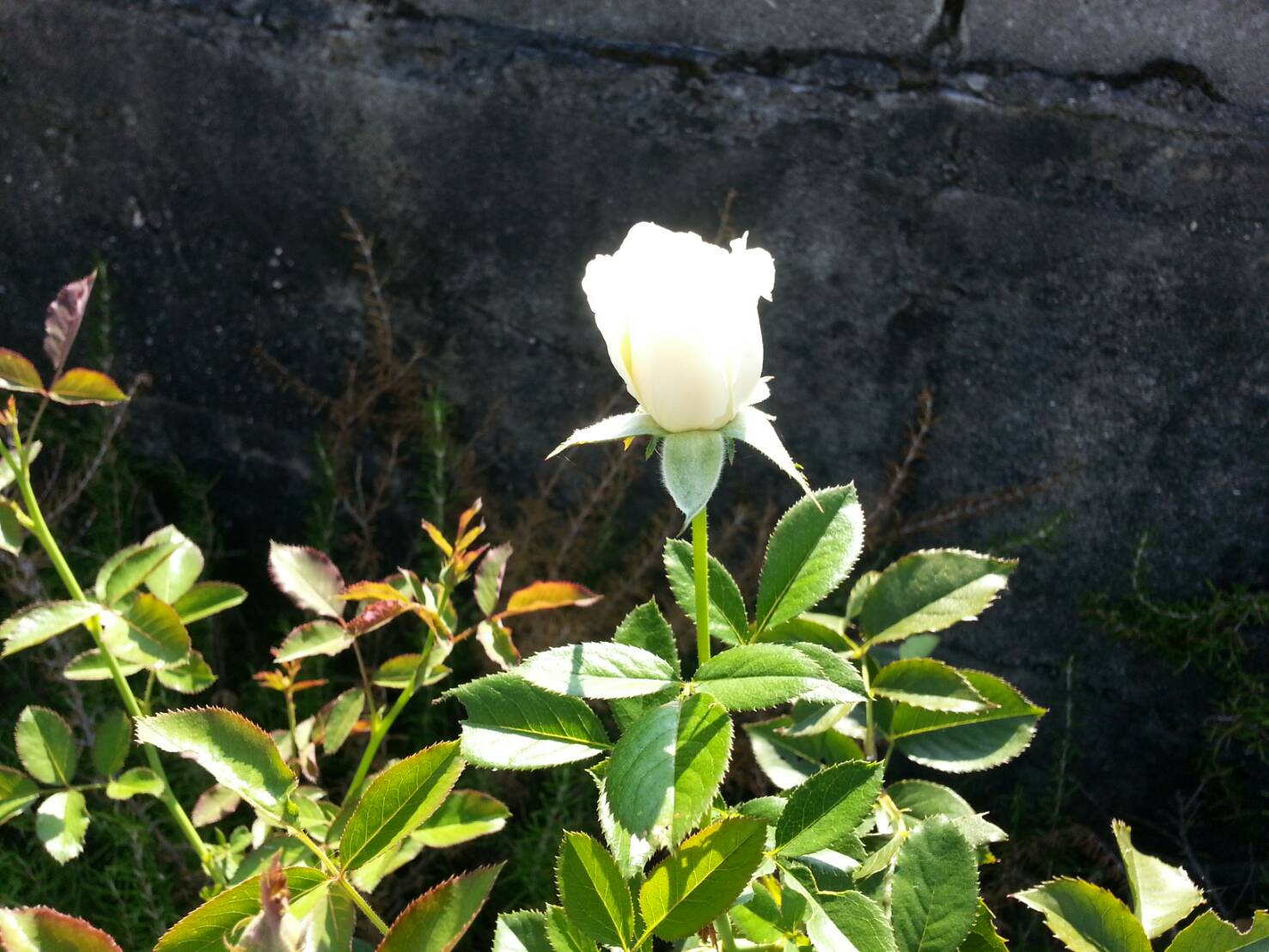 今日から8月です！
