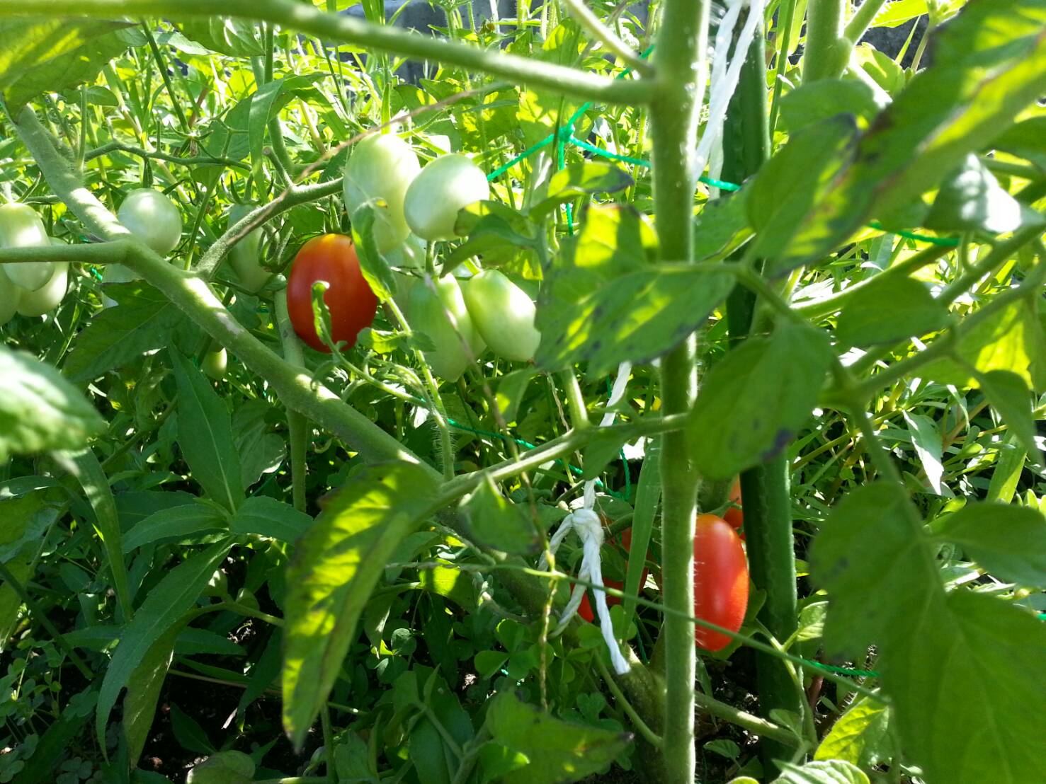 今日から8月です！