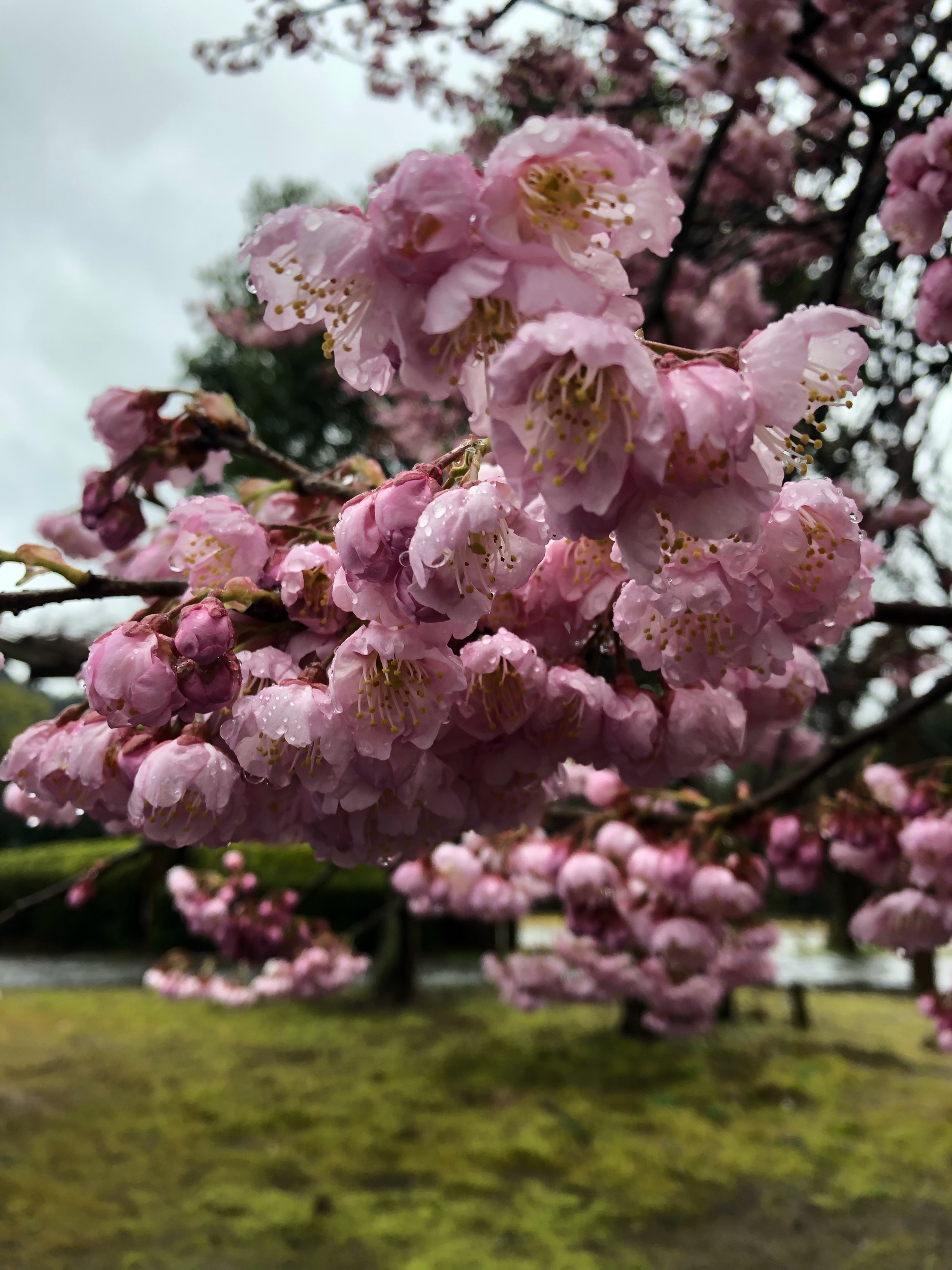 梅