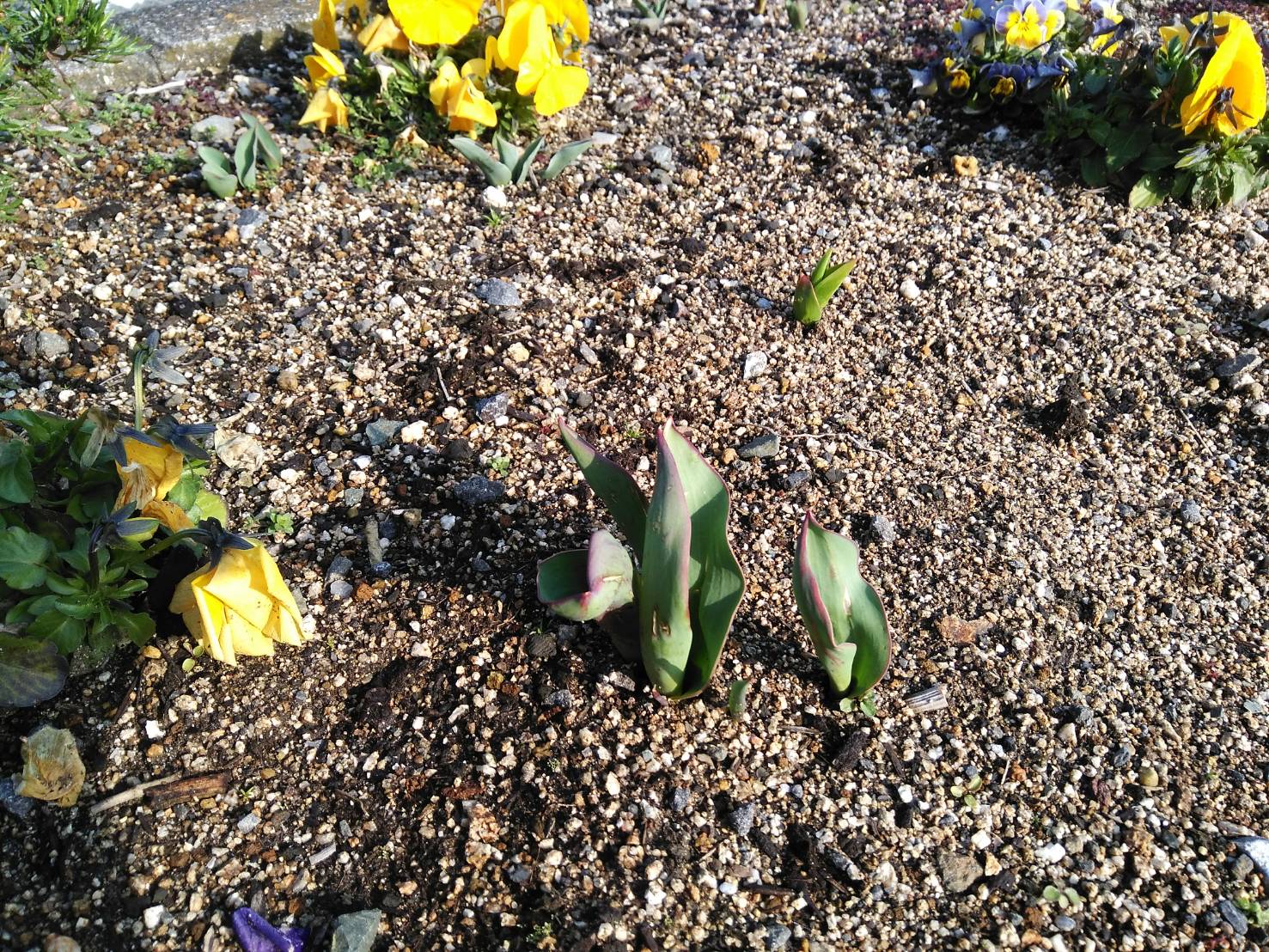 今日から３月です。
