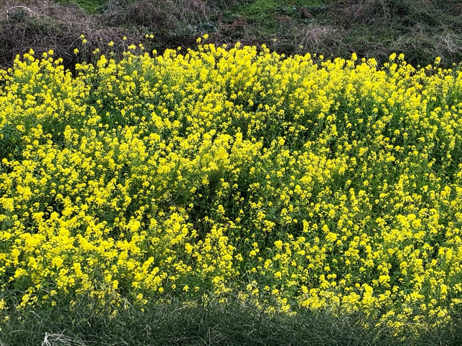 今日から３月です。