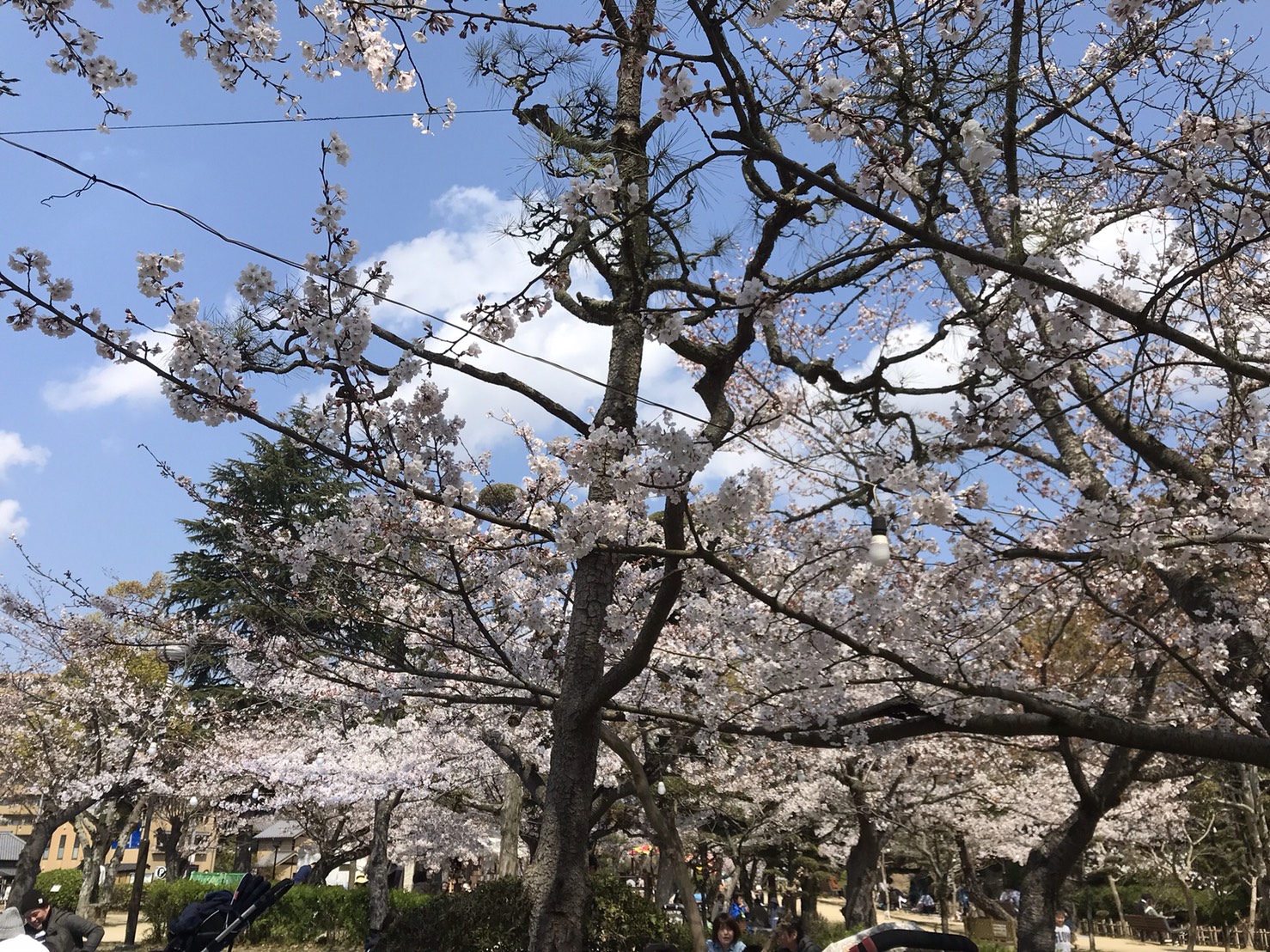 4月になりました