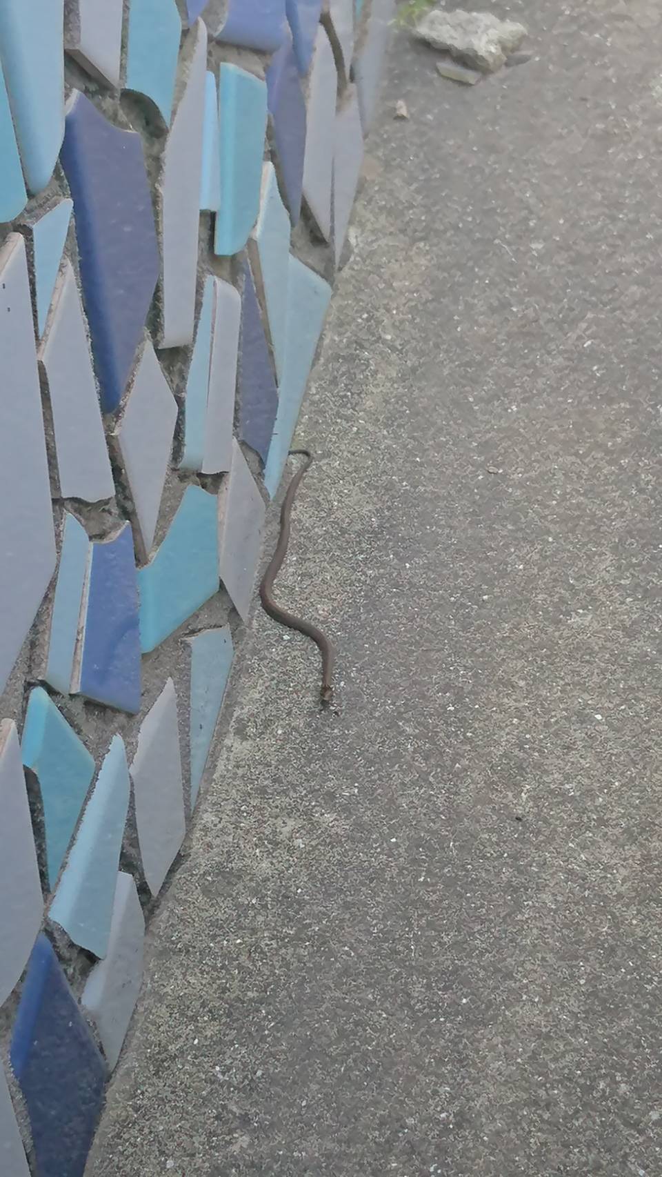 ミミズ？