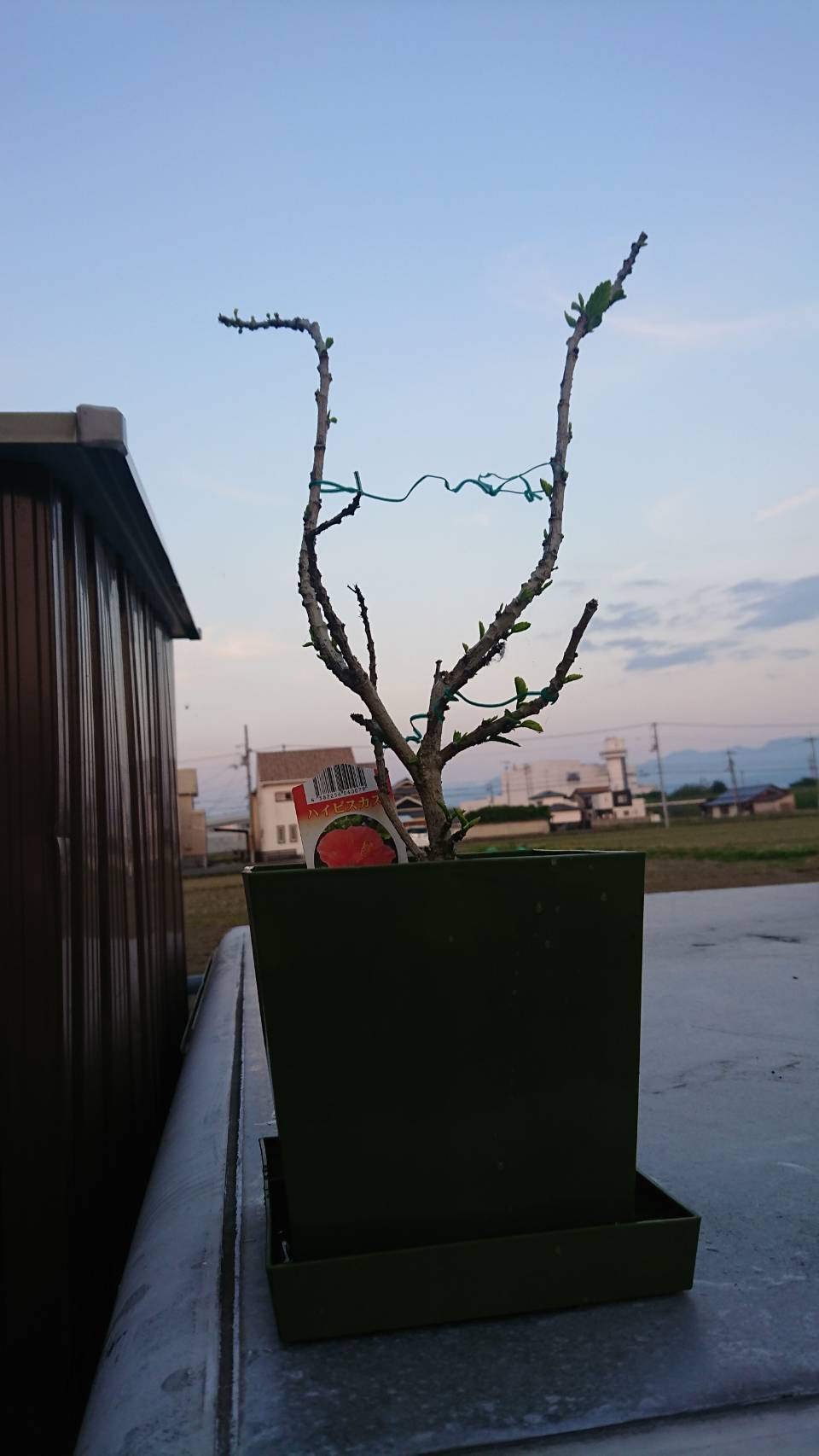 ミミズ？