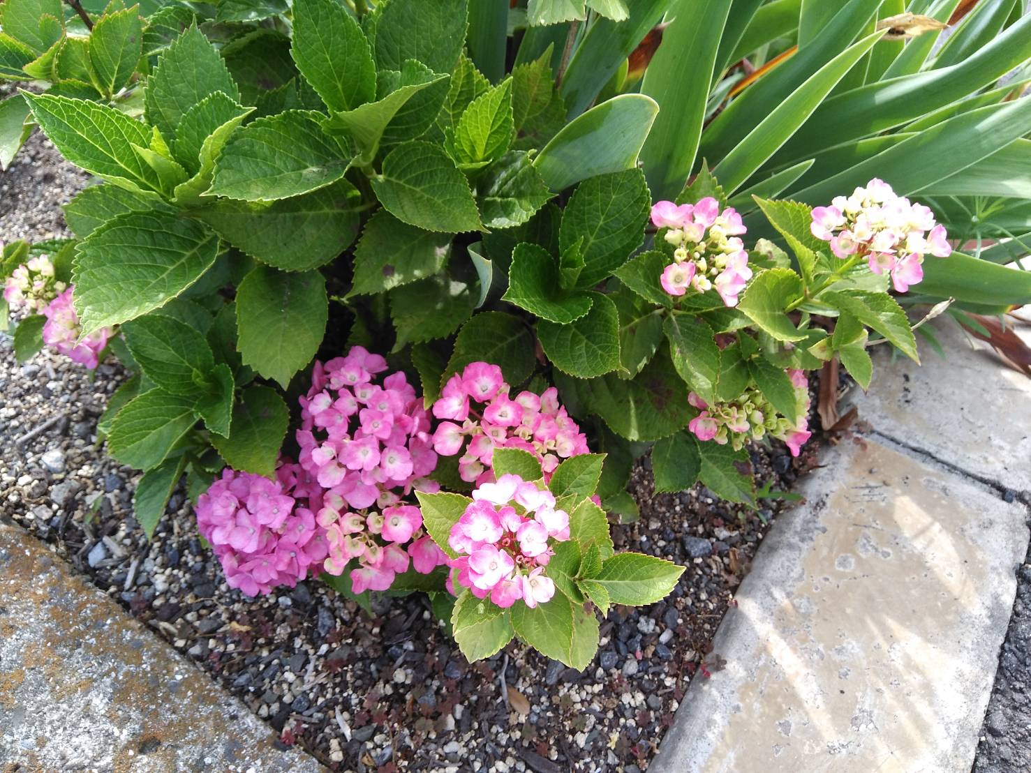 今日から6月です！