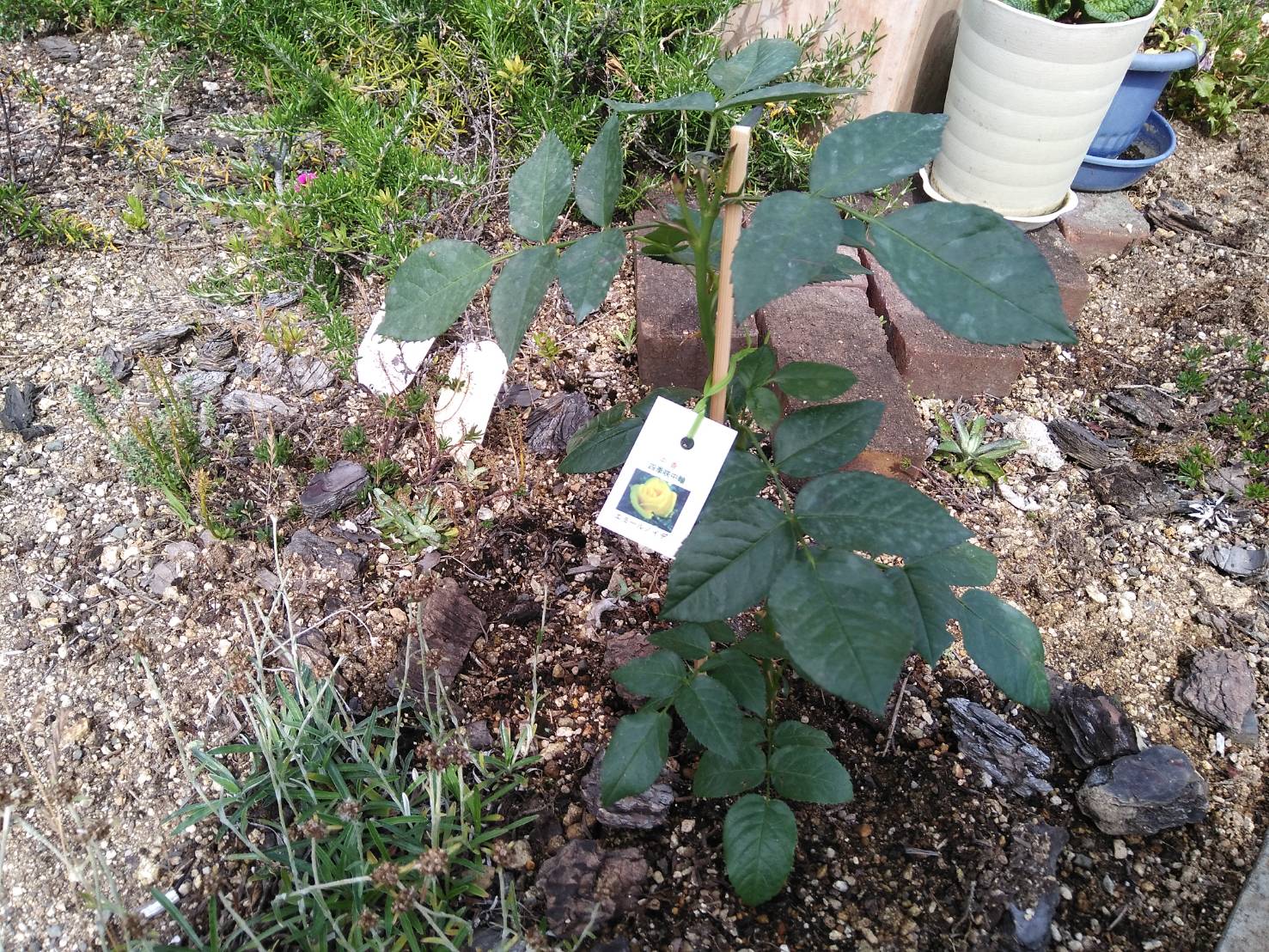 今日から6月です！