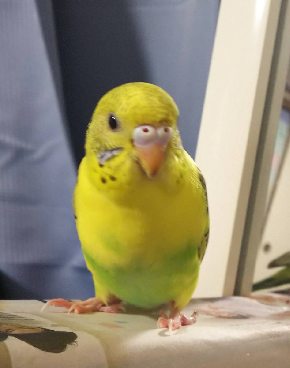 セキセイインコ