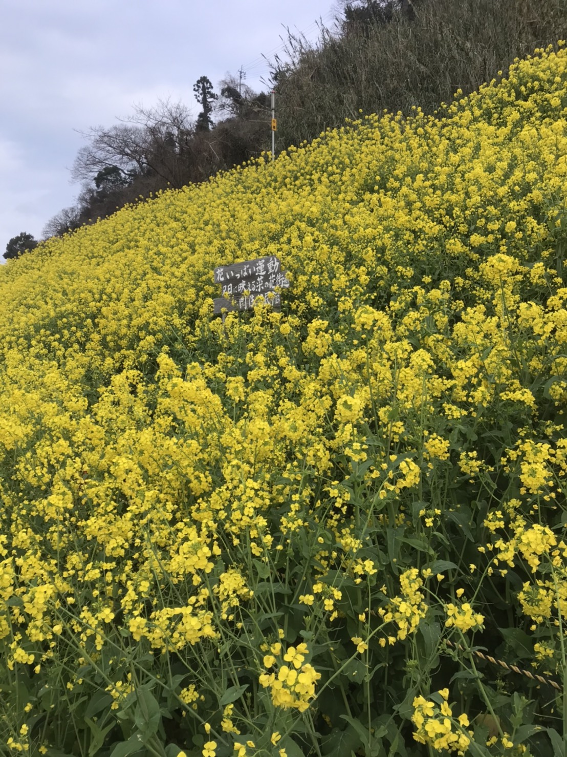 菜の花