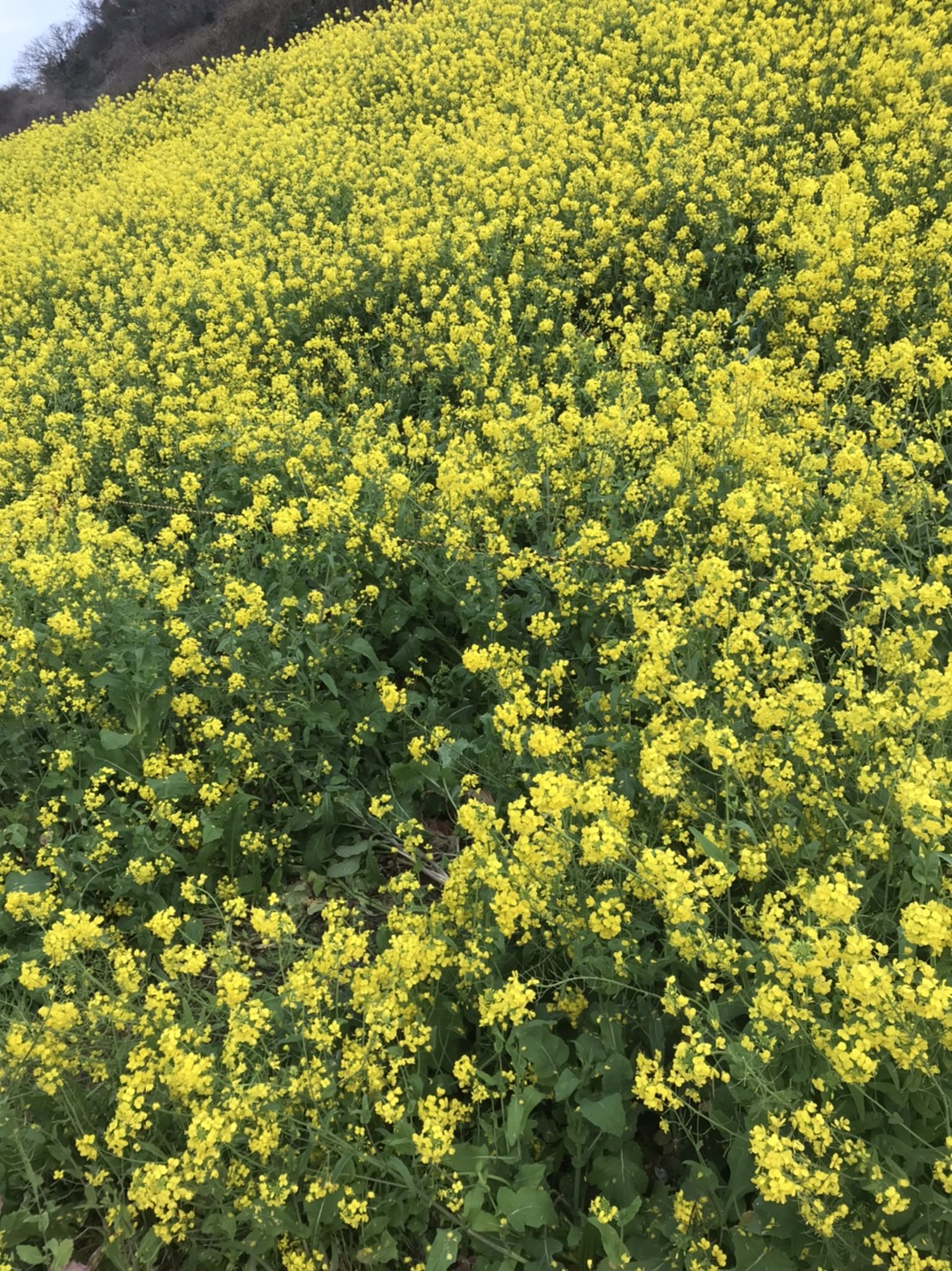 菜の花