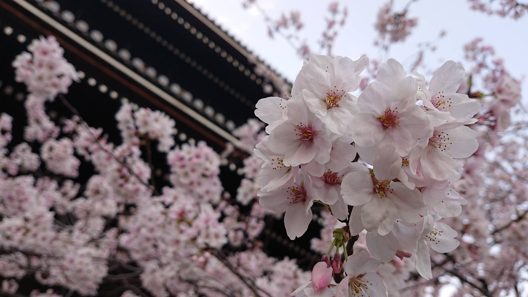 今年の桜は