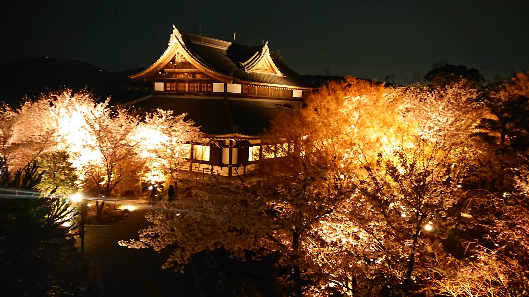 今年の桜は