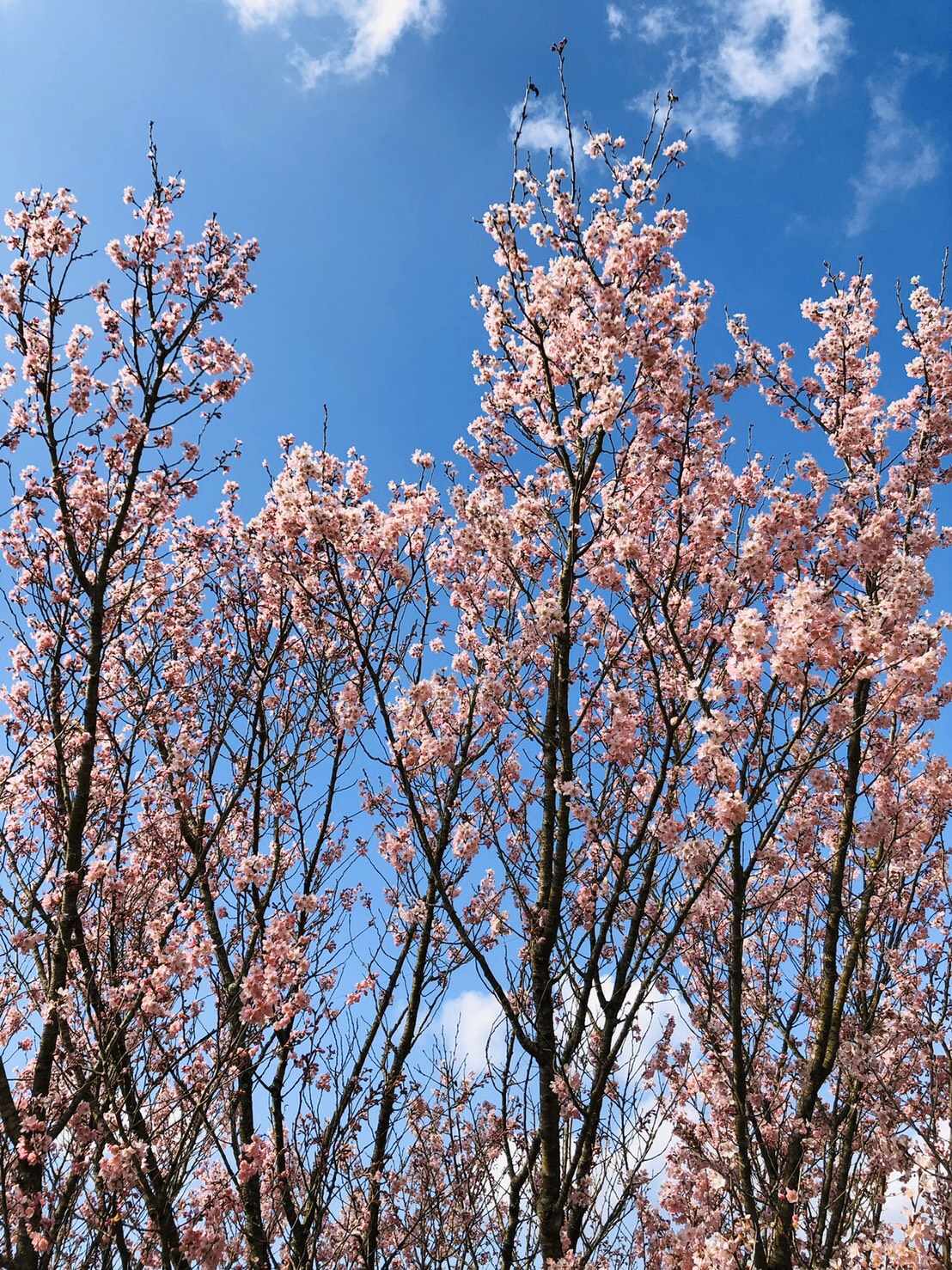 3月も後半に差し掛かりました