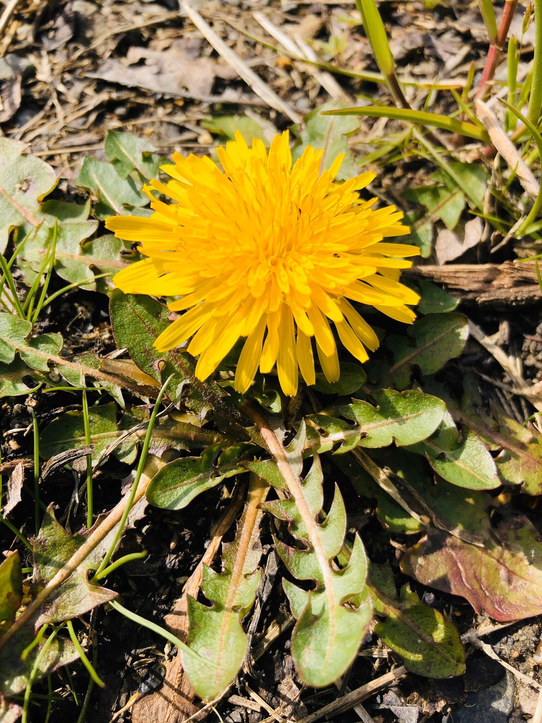 3月も後半に差し掛かりました