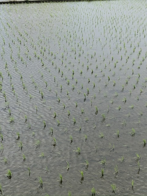 雨