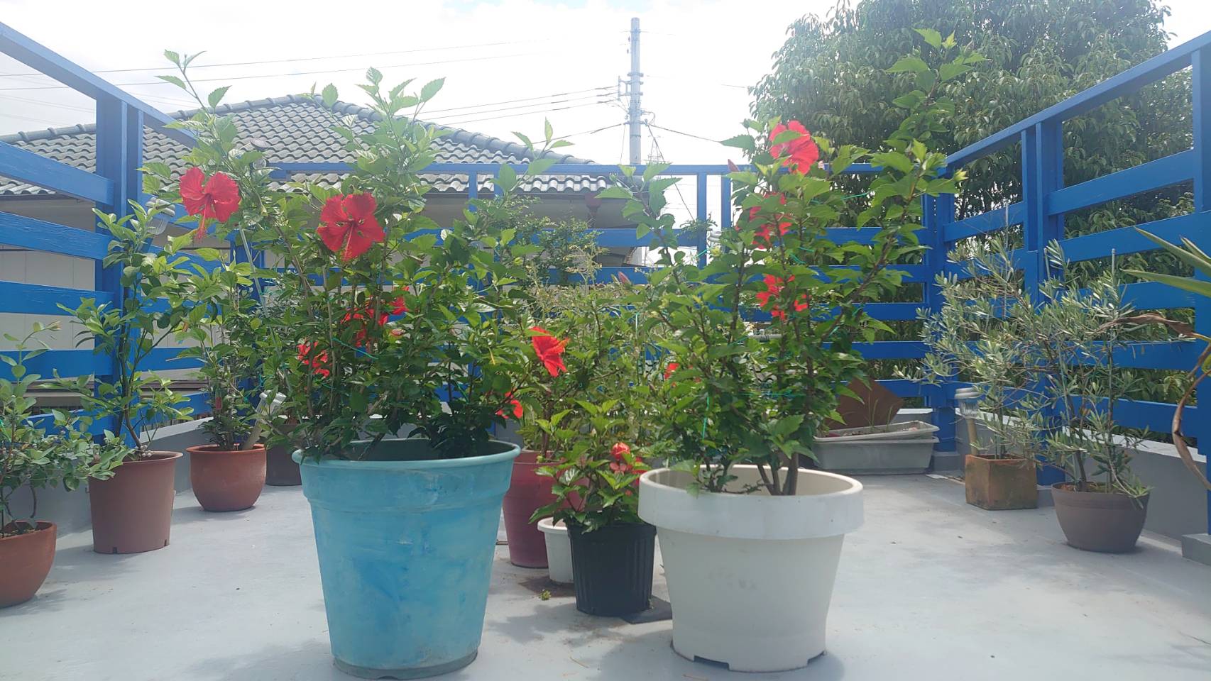 花満開