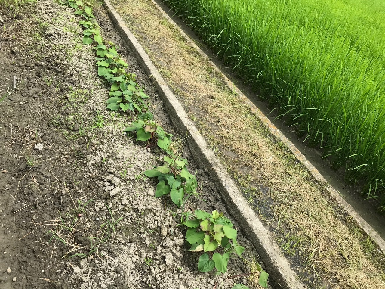 今日から8月です