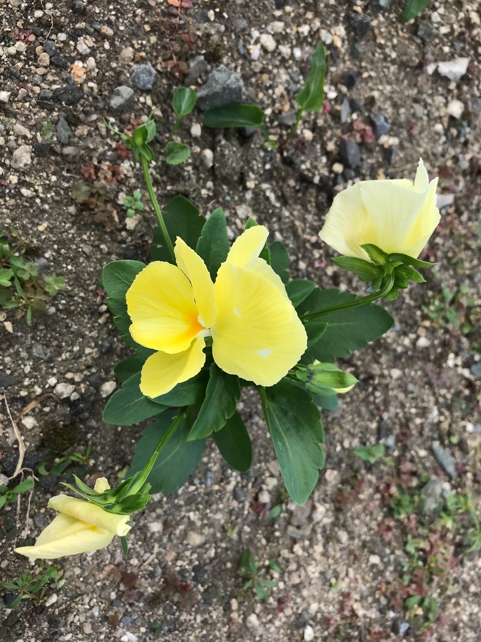 １０月も後半に差し掛かりました