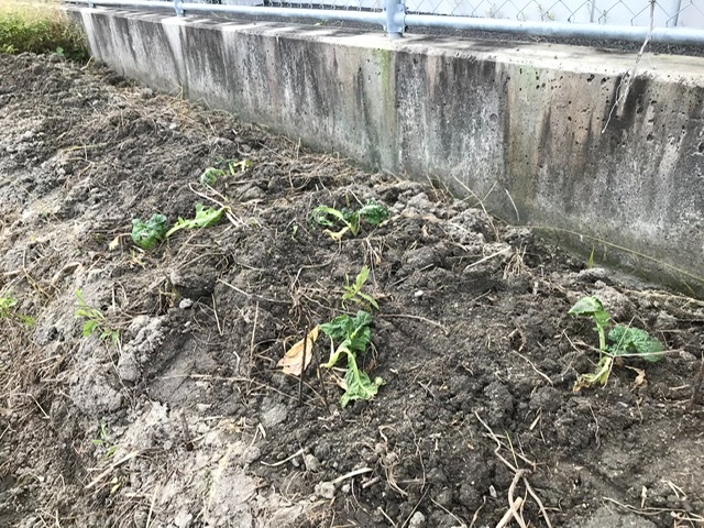 １０月も後半に差し掛かりました