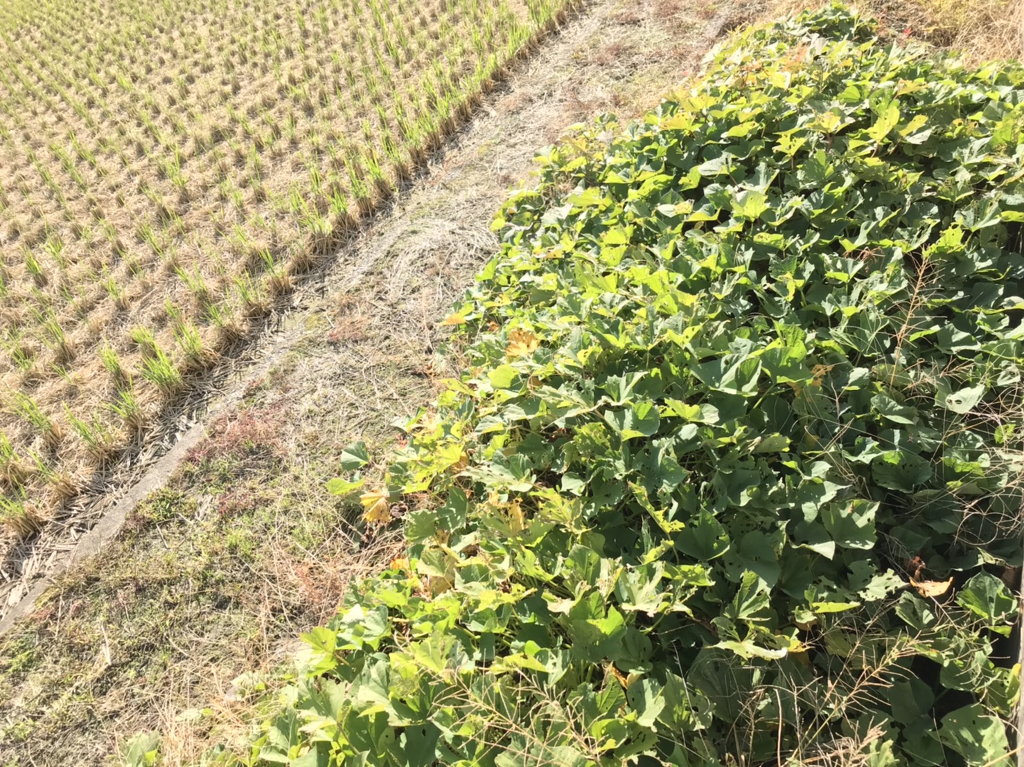 １１月も後半に差し掛かりまし