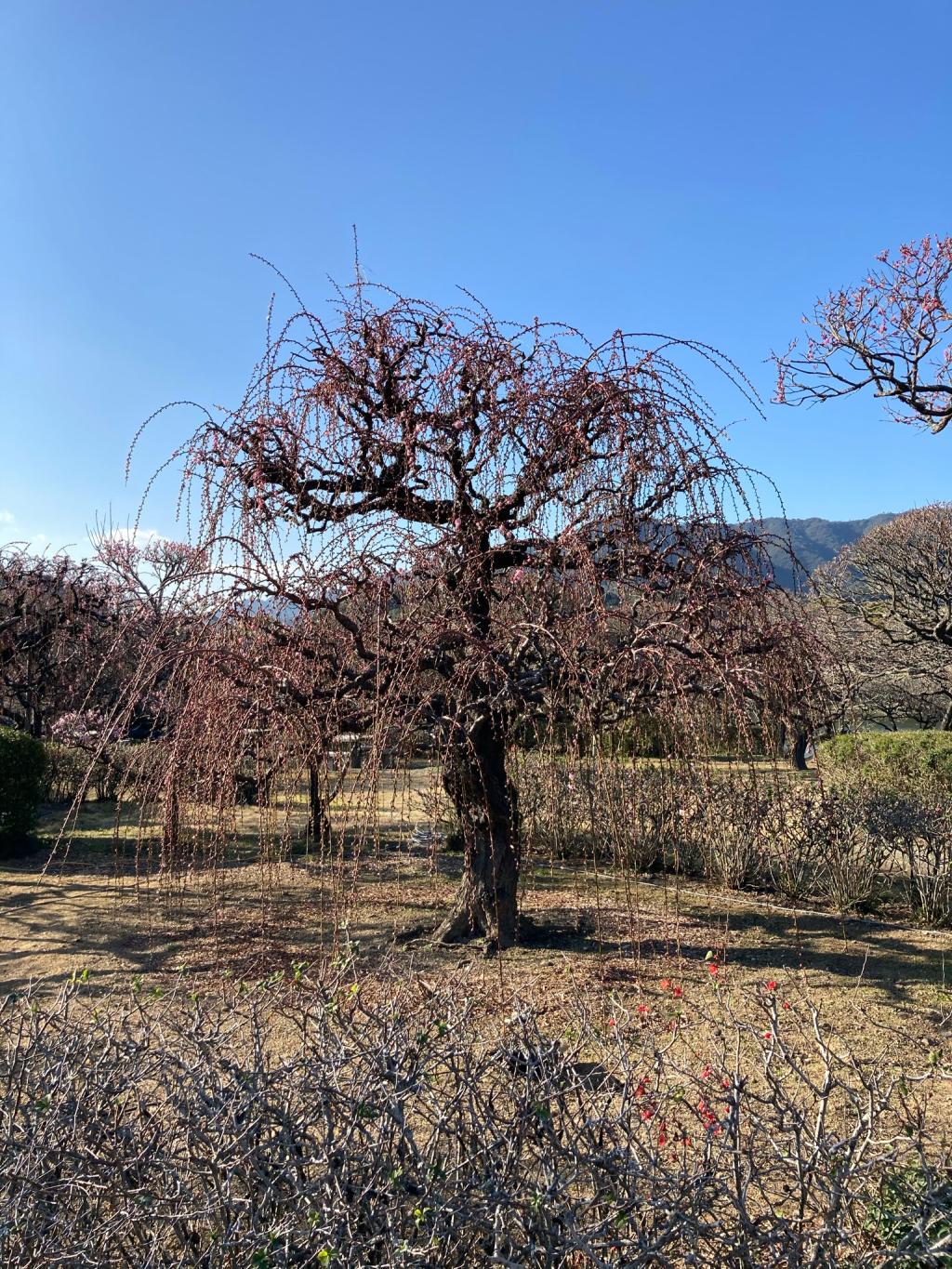 もうすぐ春ですか？