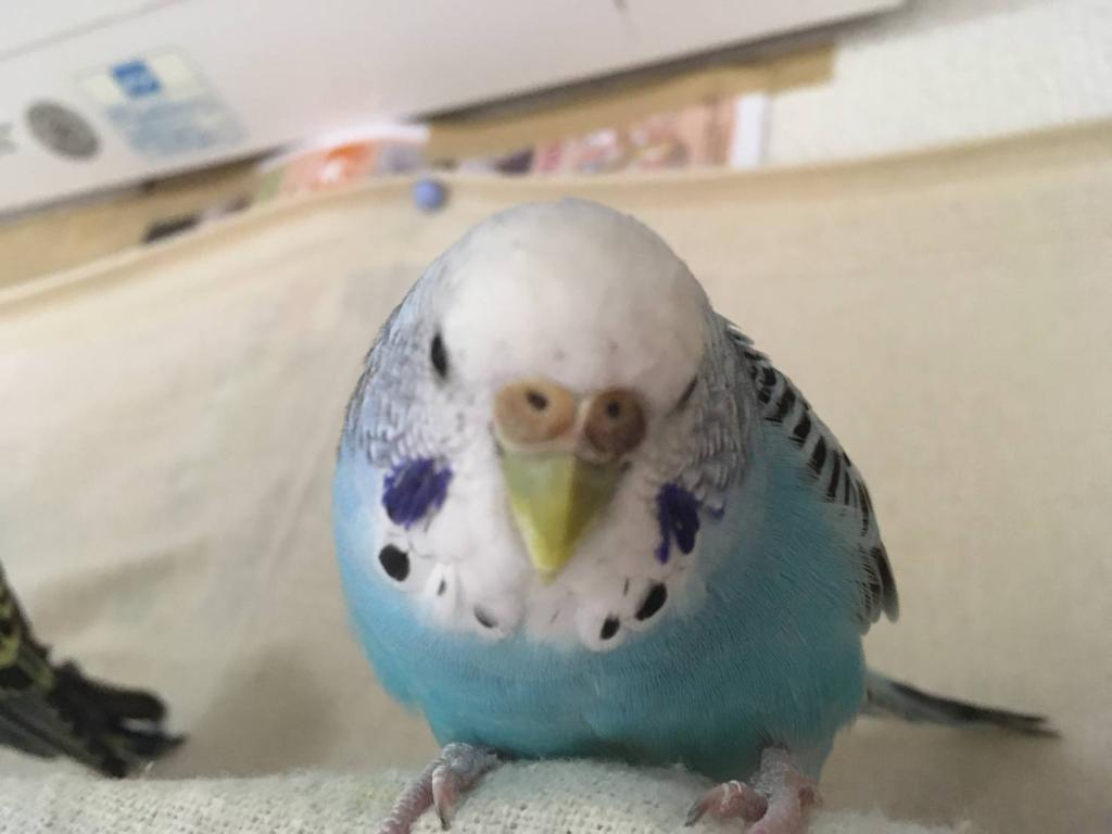 3月のインコ