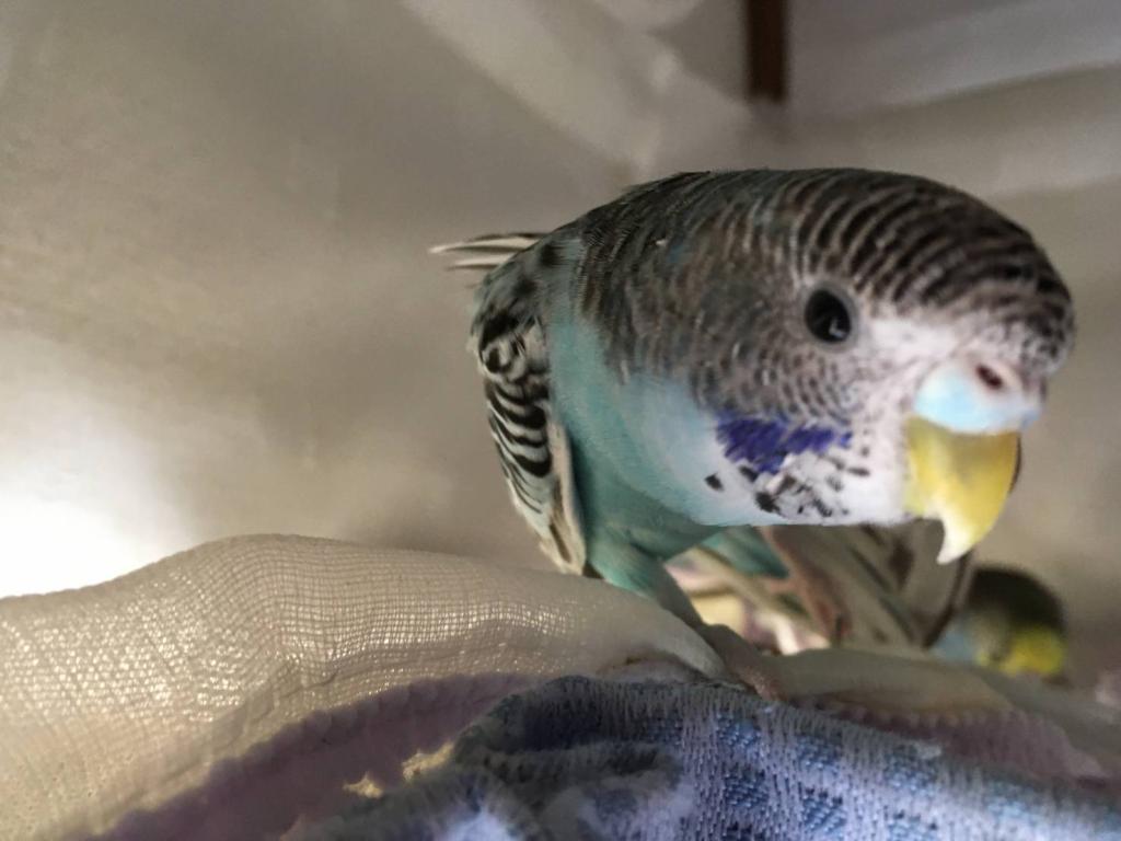 3月のインコ