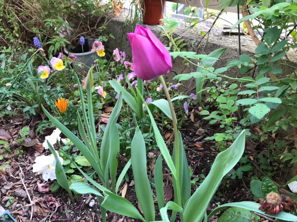 4月になりました