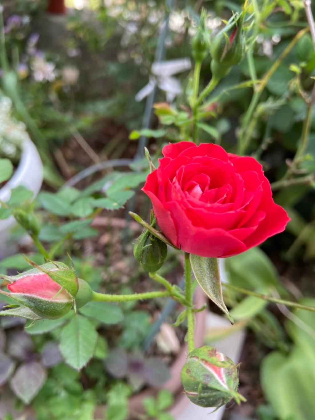 5月も後半に差し掛かりました