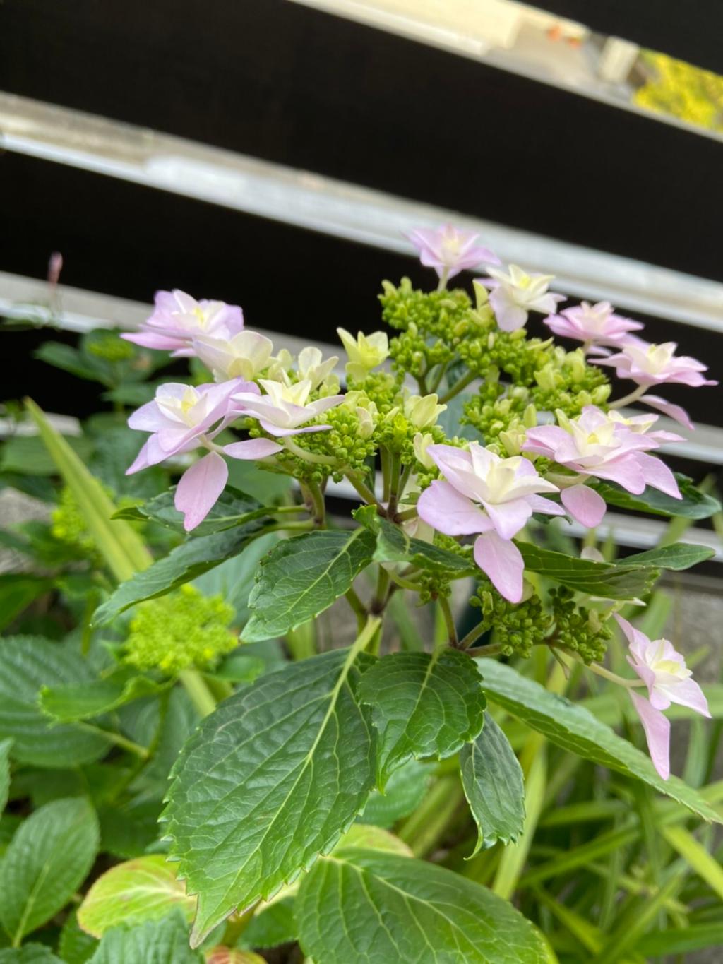 5月も後半に差し掛かりました