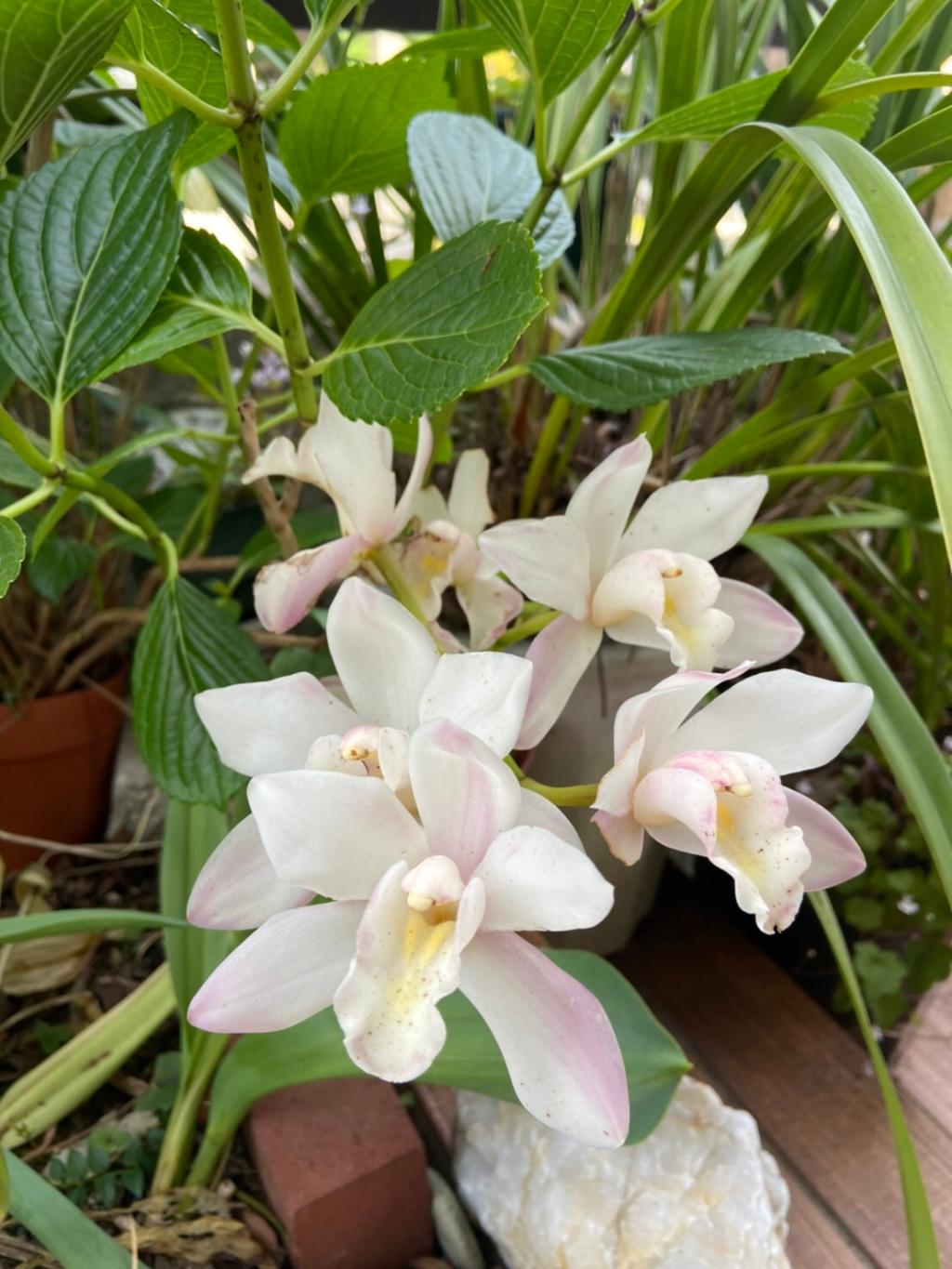 5月も後半に差し掛かりました