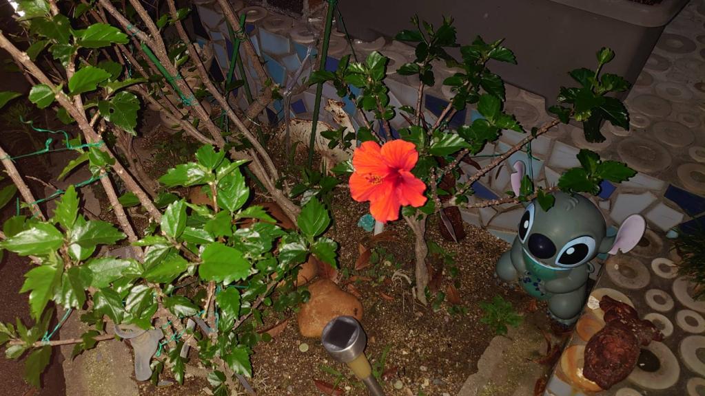 今年も咲きました