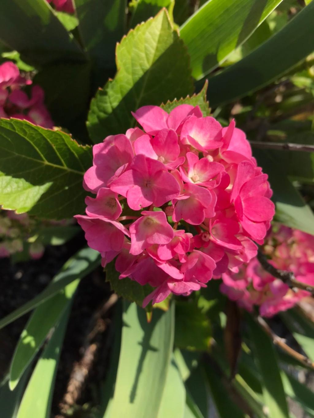 今日から6月です