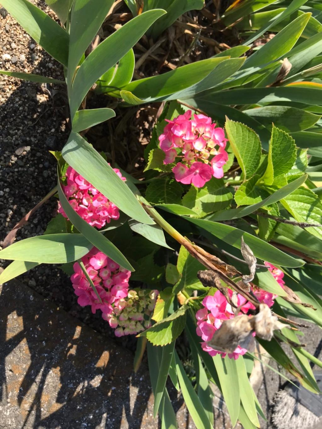 今日から6月です