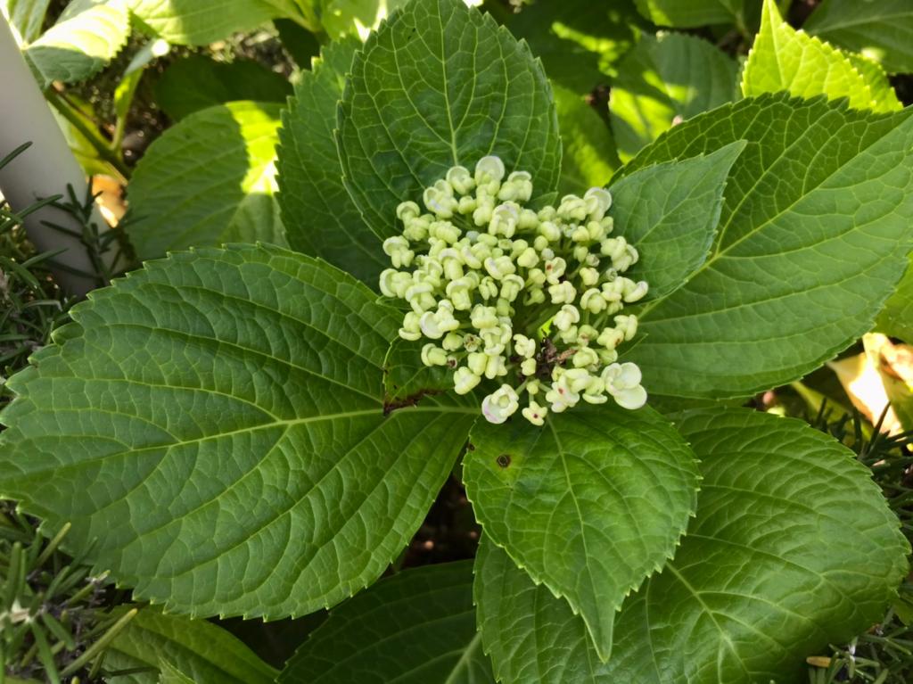 今日から6月です