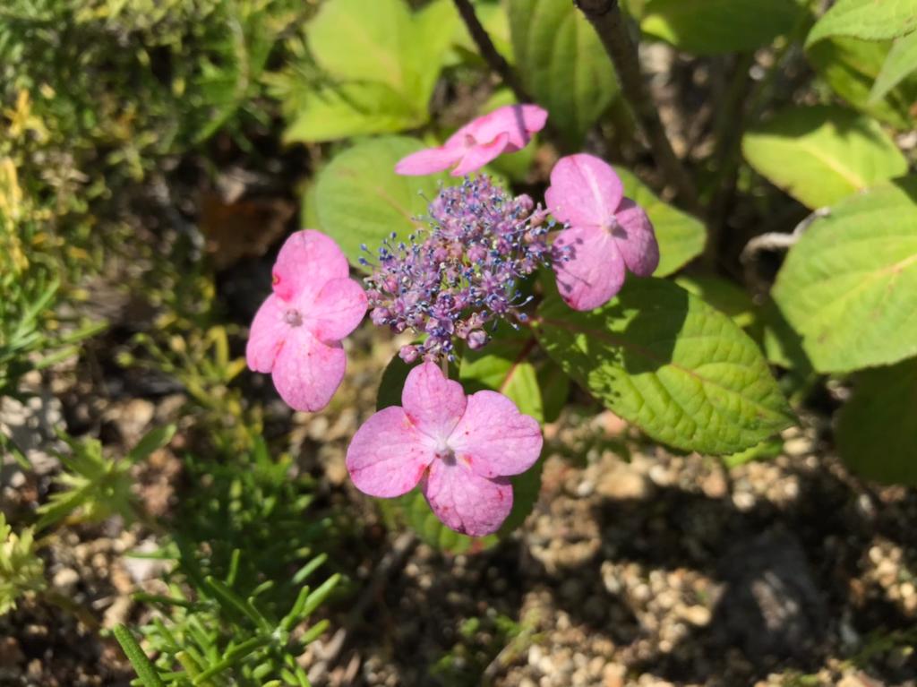 今日から6月です