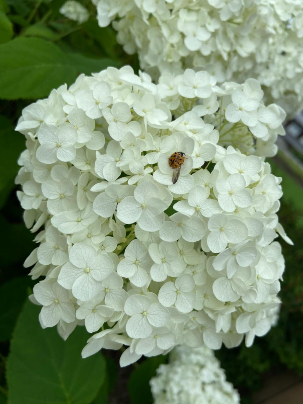 今日から7月です