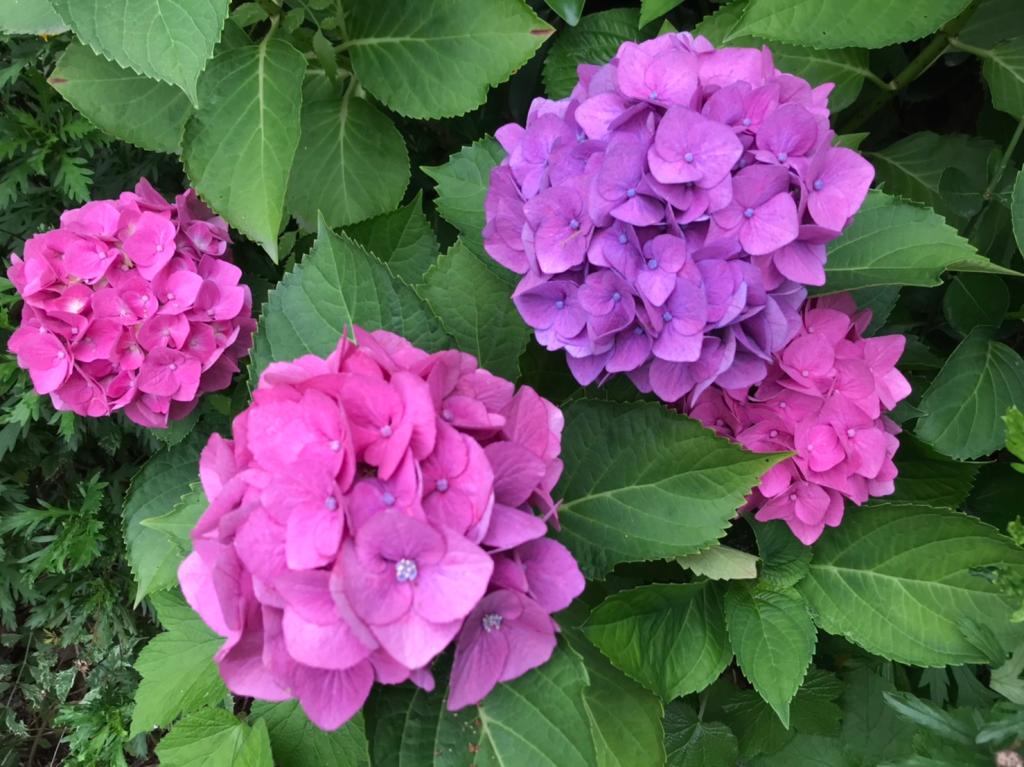 今日から7月です