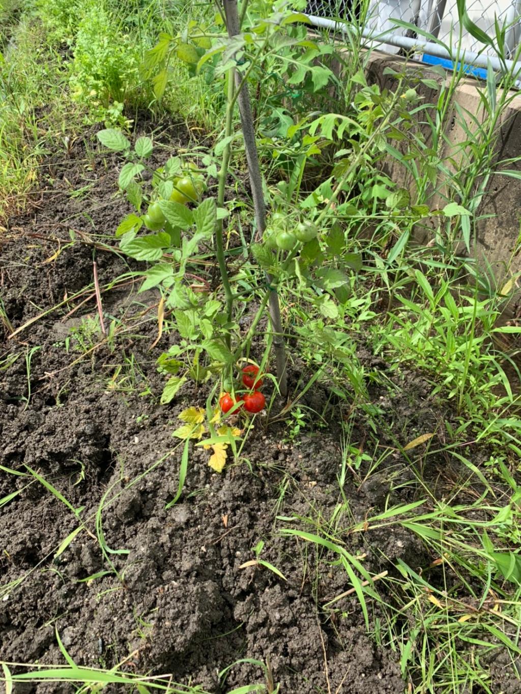雨と植物