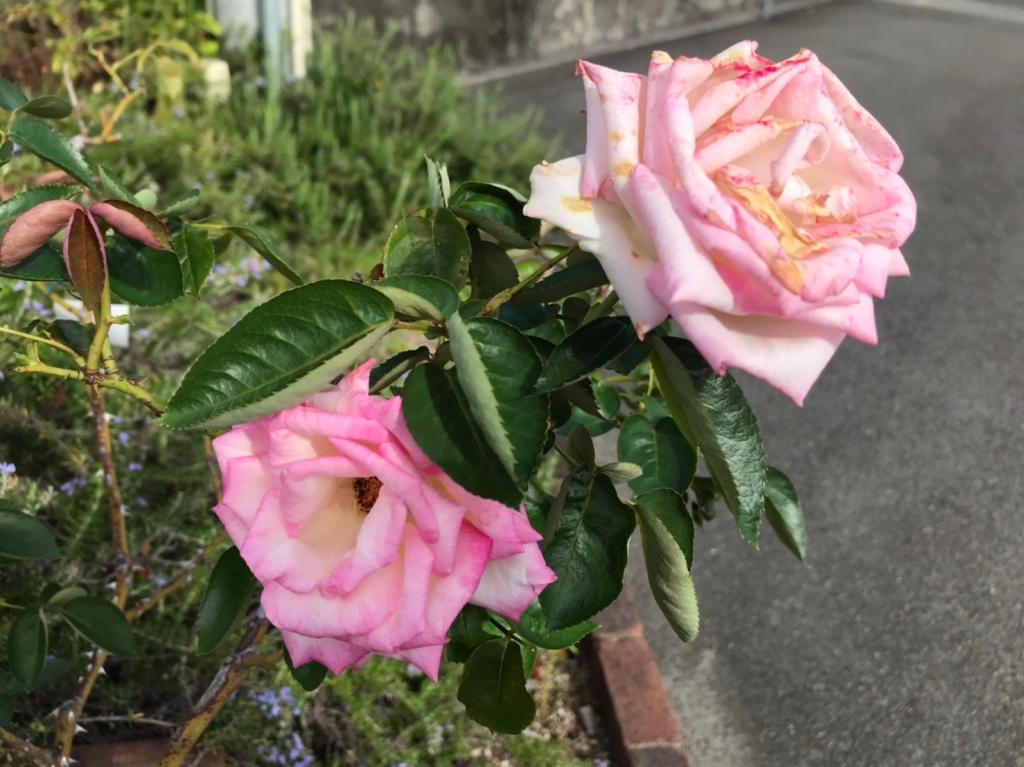 9月も後半に差し掛かりました