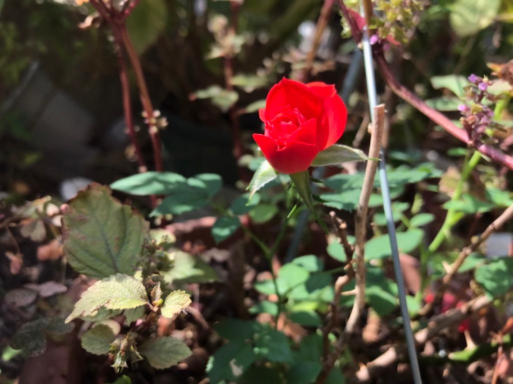 今日から11月です