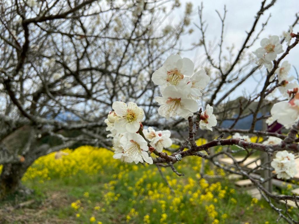 ３月も後半に差し掛かりました