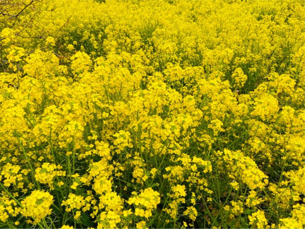 ３月も後半に差し掛かりました