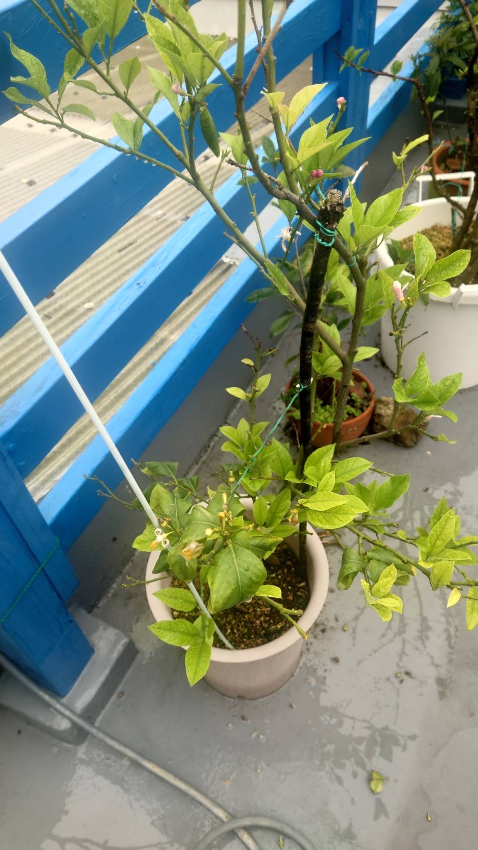 Lemon