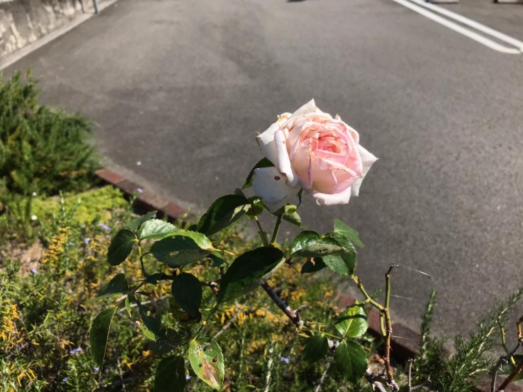 今日から7月です