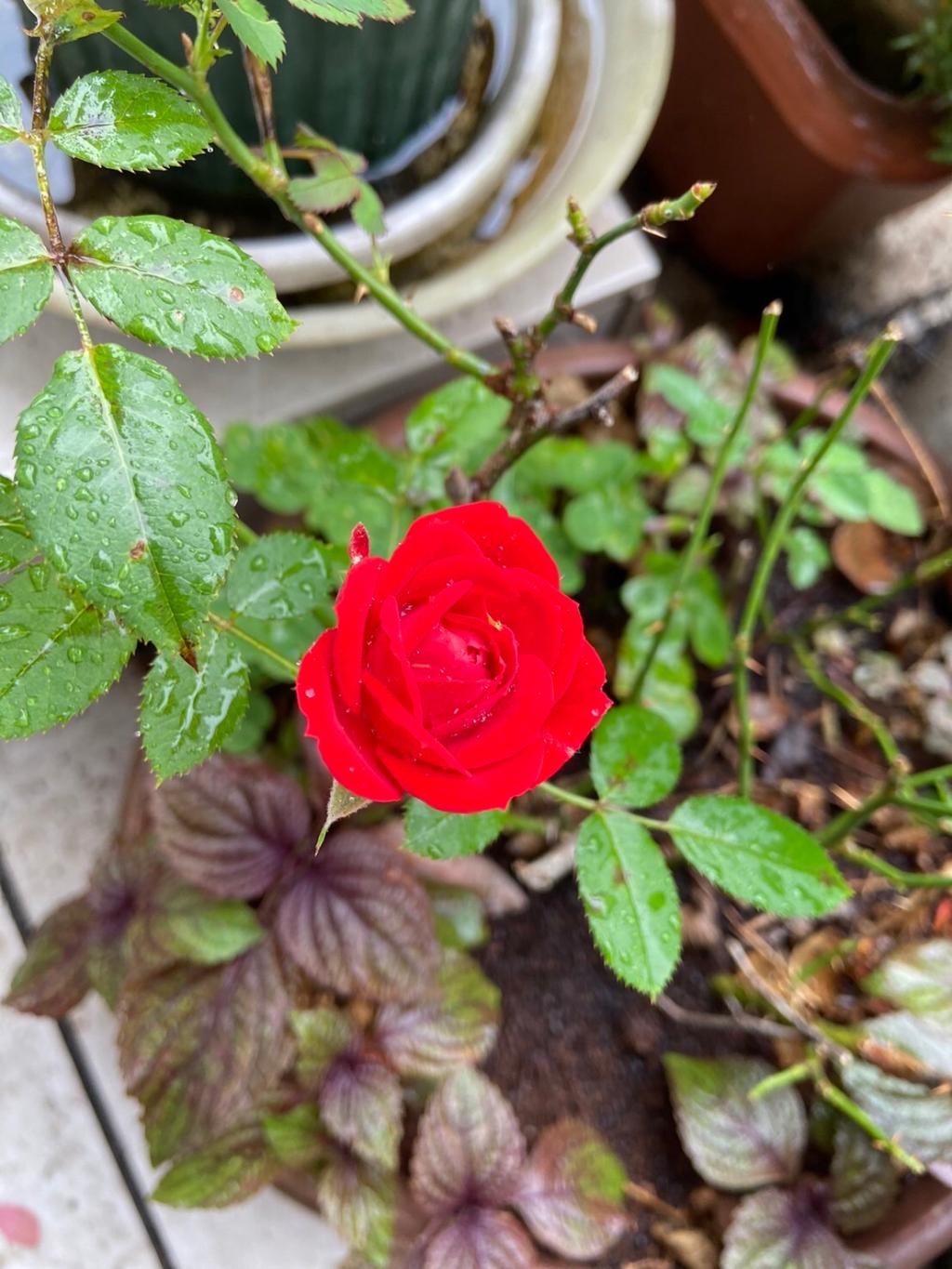 今日から7月です