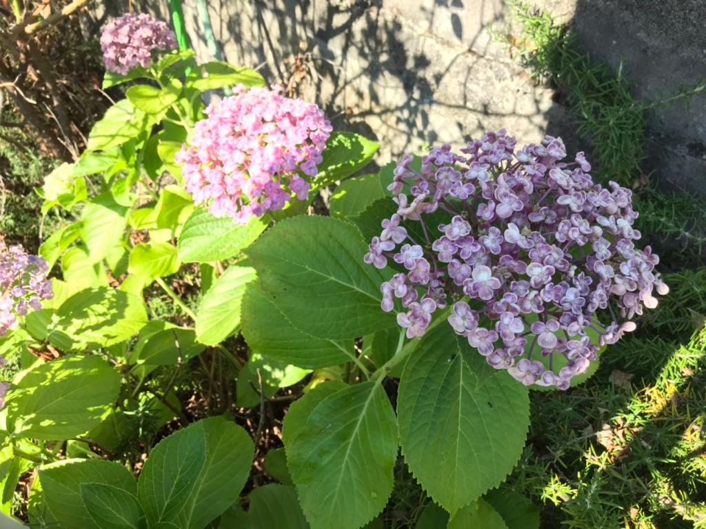 ７月も半月が経ちました